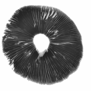 Spore print Burma psilocybe cubensis